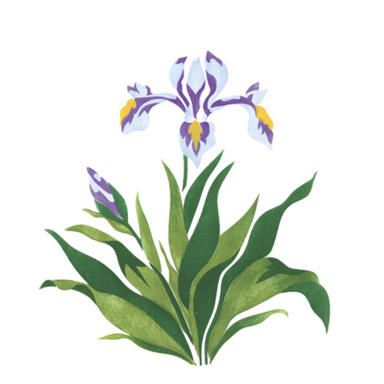 Iris Flower Wall Stencil | 1949 by Designer Stencils | Floral Stencils | Reusable Art Craft Stencils for Painting on Walls, Canvas, Wood | Reusable Plastic Paint Stencil for Home Makeover | Easy to Use & Clean Art Stencil